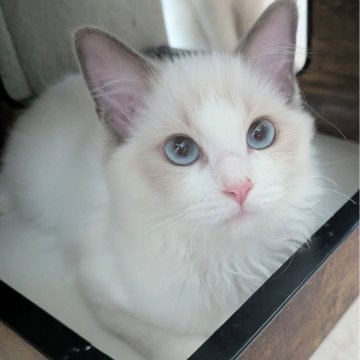 ラグドール【東京都・女の子・2025年6月30日・ブルーポイントバイカラー（ふかふかほわほわ🌸）】の写真「元気一杯！無邪気で好奇心旺盛なお嬢様✨」