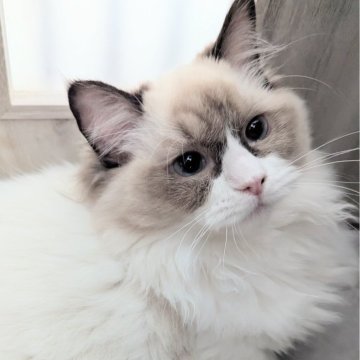 ラグドール【東京都・女の子・2025年5月6日・シールポイントバイカラー（ふわんふわん🌸）】の写真「食べるの大好き！ヒトが大好きすぎる女の子」