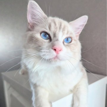 ラグドール【東京都・男の子・2025年5月22日・ブルーリンクスポイントバイカラー（つるさらすべすべ🌸）】の写真「信じられない位甘えん坊のお膝上常連君✨」
