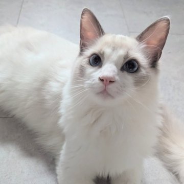 ラグドール【東京都・男の子・2025年5月22日・ブルーポイントバイカラー（つるふわ🌸）】の写真「遊ぶの大好き元気っこ✨」