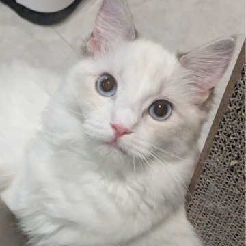 ラグドール【東京都・女の子・2025年5月22日・ブルーリンクスポイントバイカラー（さらさらふわり🌸）】の写真「ヒトとニコイチ？！甘えん坊の美人ちゃん✨」