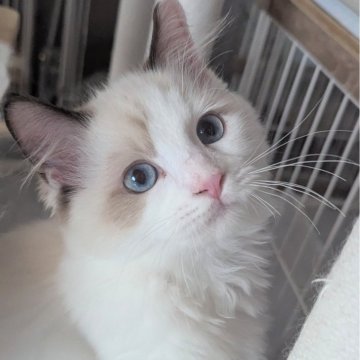 ラグドール【東京都・男の子・2025年6月30日・シールポイントバイカラー(ふわふわほわほわ🌸)】の写真「スリリン♪甘え上手な男の子🍀」