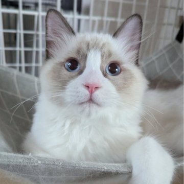 ラグドール【東京都・男の子・2025年5月30日・シールポイントバイカラー（ふわっふわ）】の写真「おっとりぽわわん男子🌸」