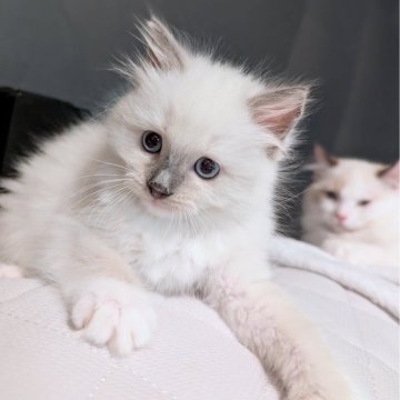 ラグドール【東京都・女の子・2025年9月7日・ブルーポイントミテッド（ふわっふわ🌸）】の写真「色々なものに興味津々！のびのびひとりっ子ちゃん」