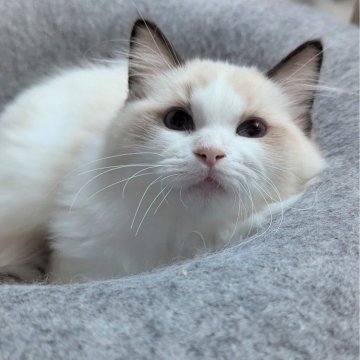 ラグドール【東京都・男の子・2025年5月6日・シールポイントバイカラー（ふわっふわ）】の写真「おっとりぽわわん男子🌸」