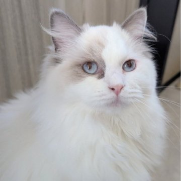 ラグドール【東京都・女の子・2025年5月6日・ブルーポイントバイカラー（ふわもふっ）】の写真「膝の上で遊ぶのがお気に入り！ヒト大好きな女の子」