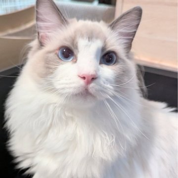 ラグドール【東京都・男の子・2025年5月22日・ブルーポイントバイカラー（つるふわ🌸）】の写真「遊ぶの大好き元気っこ✨」