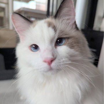 ラグドール【東京都・女の子・2025年1月19日・シールポイントバイカラー（ふわんふわん🌸）】の写真「穏やか〜なもっふもふ甘えん坊ちゃん😻」