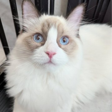 ラグドール【東京都・男の子・2025年5月30日・シールポイントバイカラー（ふわっふわ）】の写真「おっとりぽわわん男子🌸」