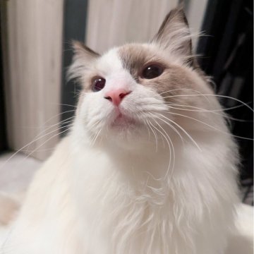 ラグドール【東京都・男の子・2025年3月26日・シールポイントバイカラー（もっふもふのふわっふわ）】の写真「隣にピッタリ寄り添うスーパー甘えん坊男子」