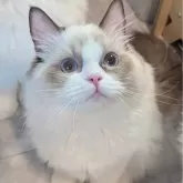 ラグドール【東京都・女の子・2025年5月30日・シールポイントバイカラー】の写真1「ページ最下部ブログあります🤗」