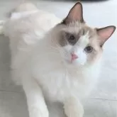 ラグドール【東京都・男の子・2025年1月19日・シールポイントバイカラー】の写真1「ページ最下部ブログあります🤗」