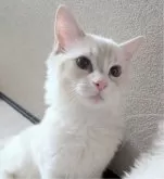 ラグドール【東京都・男の子・2025年5月22日・ブルーリンクスポイントバイカラー】の写真2「甘えたが滲み出ていますね🤭」