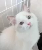 ラグドール【東京都・男の子・2025年3月8日・ブルーポイントバイカラー】の写真2「ふんわりしたハンサム君！」