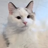 ラグドール【東京都・女の子・2025年1月19日・シールポイントバイカラー】の写真2「そっと甘えに来る優しい子🥹」