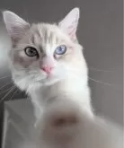 ラグドール【東京都・男の子・2025年5月22日・ブルーリンクスポイントバイカラー】の写真3「つかまえたっ!」