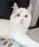 ラグドール【東京都・男の子・2025年6月30日・シールポイントバイカラー】の写真3「これからねんねするの」