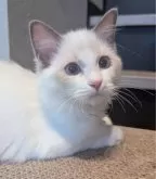 ラグドール【東京都・女の子・2025年6月30日・ブルーポイントバイカラー】の写真4「お顔が整った美人ちゃんなの✨」