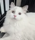 ラグドール【東京都・女の子・2025年5月6日・ブルーポイントバイカラー】の写真4「ゆったり優しいお嬢様🌷」