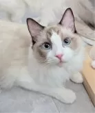 ラグドール【東京都・男の子・2025年1月19日・シールポイントバイカラー】の写真5「ボクのことよんだ？」