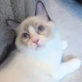 ラグドール【東京都・男の子・2025年5月30日・シールポイントバイカラー】の写真5「なんだか落ち着くな〜」