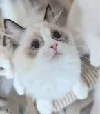 ラグドール【東京都・女の子・2025年5月30日・シールポイントバイカラー】の写真5「ナデナデしてもらうのだぁい好き！」