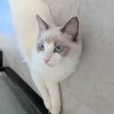 ラグドール【東京都・男の子・2025年5月22日・ブルーポイントバイカラー】の写真5「次は何しようかなぁ」