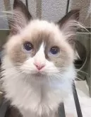 ラグドール【東京都・女の子・2025年5月6日・シールポイントバイカラー】の写真5「キレイなブルーアイズでしょ？✨」