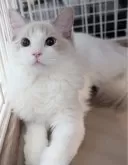 ラグドール【東京都・女の子・2025年5月22日・ブルーリンクスポイントバイカラー】の写真5「色合いも模様もお顔立ちもとっても綺麗だね😍」