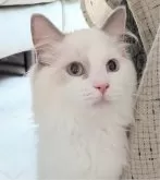 ラグドール【東京都・女の子・2025年5月6日・ブルーポイントバイカラー】の写真5「背筋ピーンっっ」