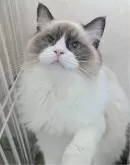 ラグドール【東京都・女の子・2025年5月6日・シールポイントバイカラー】の写真5「キレイなブルーアイズなの✨」