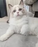 ラグドール【東京都・女の子・2025年5月30日・シールポイントバイカラー】の写真6「早くイイコイイコしてくれないかなぁ…ﾜｸﾜｸ」