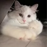 ラグドール【東京都・女の子・2025年5月6日・ブルーポイントバイカラー】の写真6「もきゅっとしたお手々も可愛いね🥰」