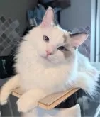 ラグドール【東京都・女の子・2025年1月19日・シールポイントバイカラー】の写真6「撫でられる準備オッケーだよ！」