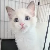 ラグドール【東京都・女の子・2025年6月30日・ブルーポイントバイカラー】の写真7「一緒に遊ぼうよ〜」