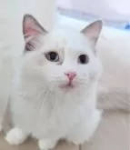 ラグドール【東京都・女の子・2025年5月6日・ブルーポイントバイカラー】の写真7「いっぱいナデナデ気持ちいいんだよ🌸」