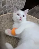 ラグドール【東京都・男の子・2024年8月10日・ブルーポイントバイカラー】の写真7「大好きなネズミのおもちゃを抱っこ」