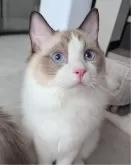 ラグドール【東京都・男の子・2025年1月19日・シールポイントバイカラー】の写真8「いつもあとをついてくるご機嫌君♪」