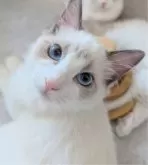 ラグドール【東京都・男の子・2025年5月22日・ブルーポイントバイカラー】の写真8「隣にくっついて座りたがりさん」