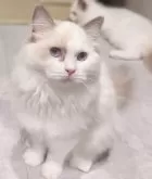 ラグドール【東京都・女の子・2025年5月6日・ブルーポイントバイカラー】の写真8「フワフワ触ってもらうととっても気持ちがいいの🌸」