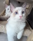 ラグドール【東京都・男の子・2025年5月22日・ブルーポイントバイカラー】の写真9「美しいブルーアイズの甘えん坊ちゃん✨」