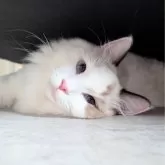 ラグドール【東京都・女の子・2025年1月19日・シールポイントバイカラー】の写真9「ソファ下は快適だよ」