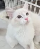 ラグドール【東京都・男の子・2025年5月22日・ブルーリンクスポイントバイカラー】の写真9「キャットタワーも好きだけど、お膝が一番好きだよ！」