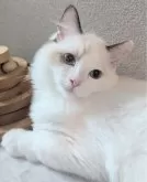 ラグドール【東京都・男の子・2025年6月30日・シールポイントバイカラー】の写真9「あっちで皆と遊ぼうかな〜」