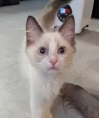 ラグドール【東京都・男の子・2025年1月19日・シールポイントバイカラー】の写真9「お膝に乗ってもいい？」