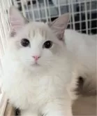 ラグドール【東京都・女の子・2025年5月22日・ブルーリンクスポイントバイカラー】の写真9「優雅に動いてお姫様みたいだって！」