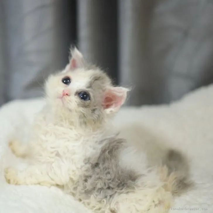 ID：2306-03157の子猫