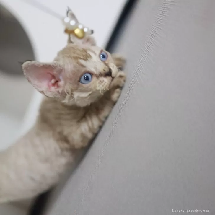 ID:2402-00281の子猫