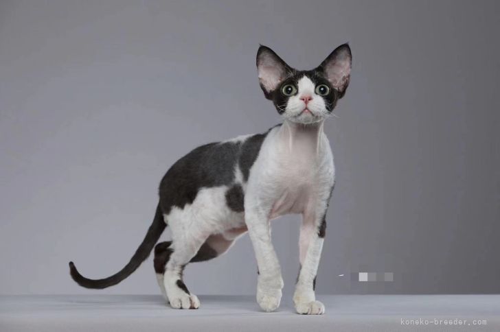 デボンレックス【・男の子・2021年10月10日・ホワイト/くブラック】