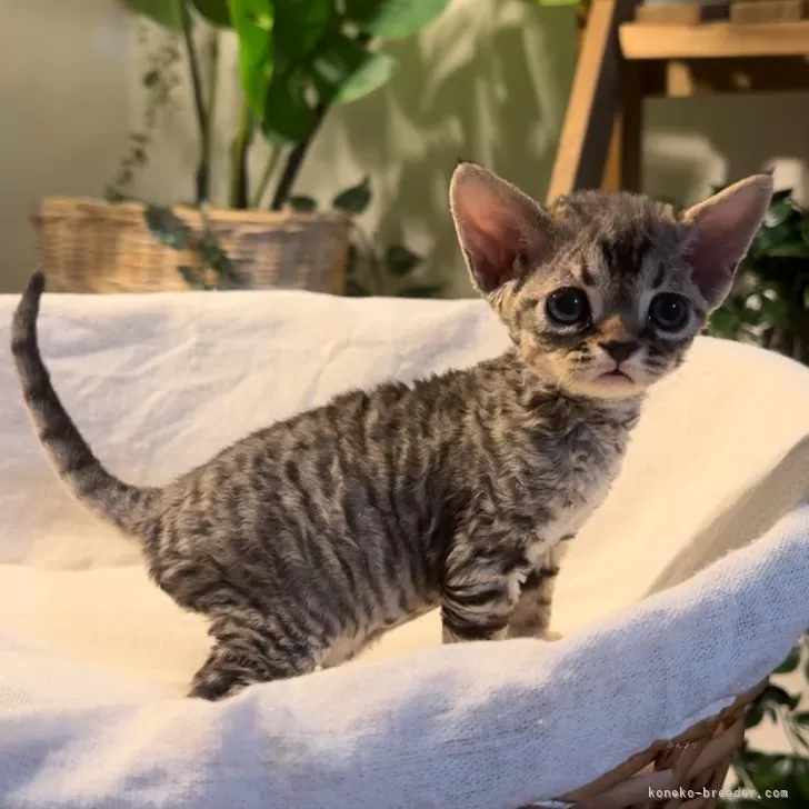 ID：2405-03331の子猫